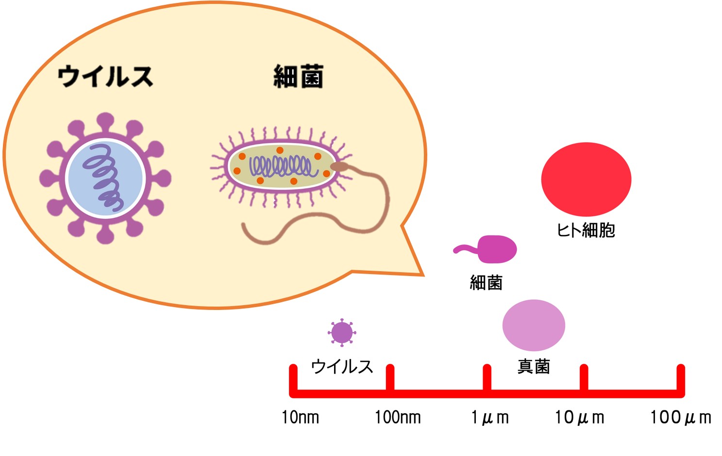 食品衛生管理のための細菌とウイルス
