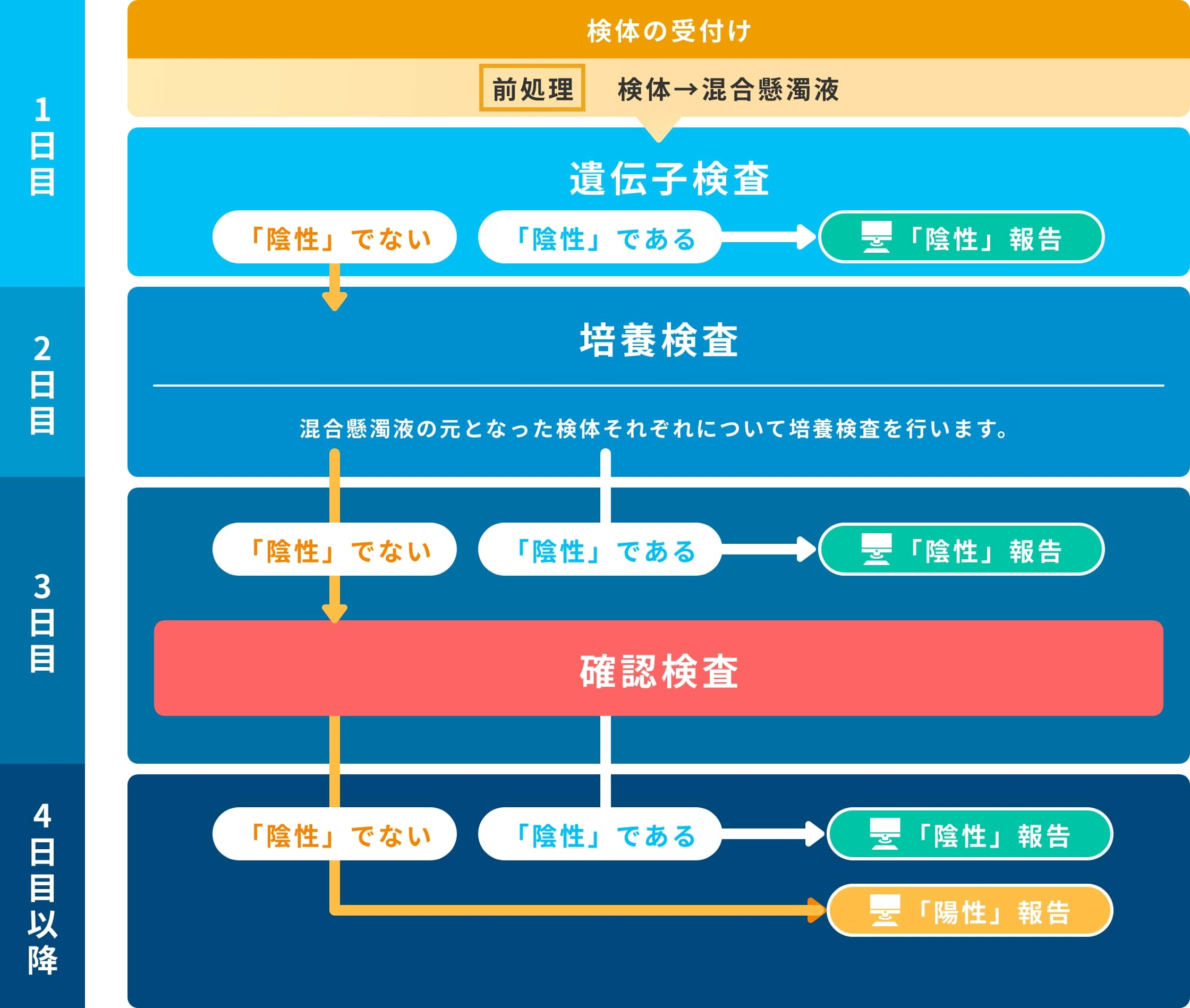 1日目：遺伝子検査、2日目：培養検査、3日目：確認検査、4日目以降：報告