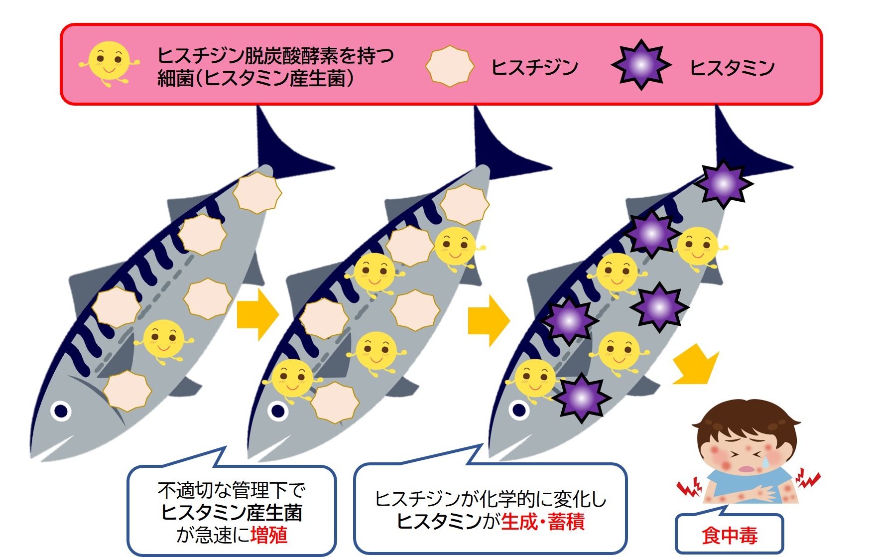 食品衛生における見えない危険性~ヒスタミンとは何か?~